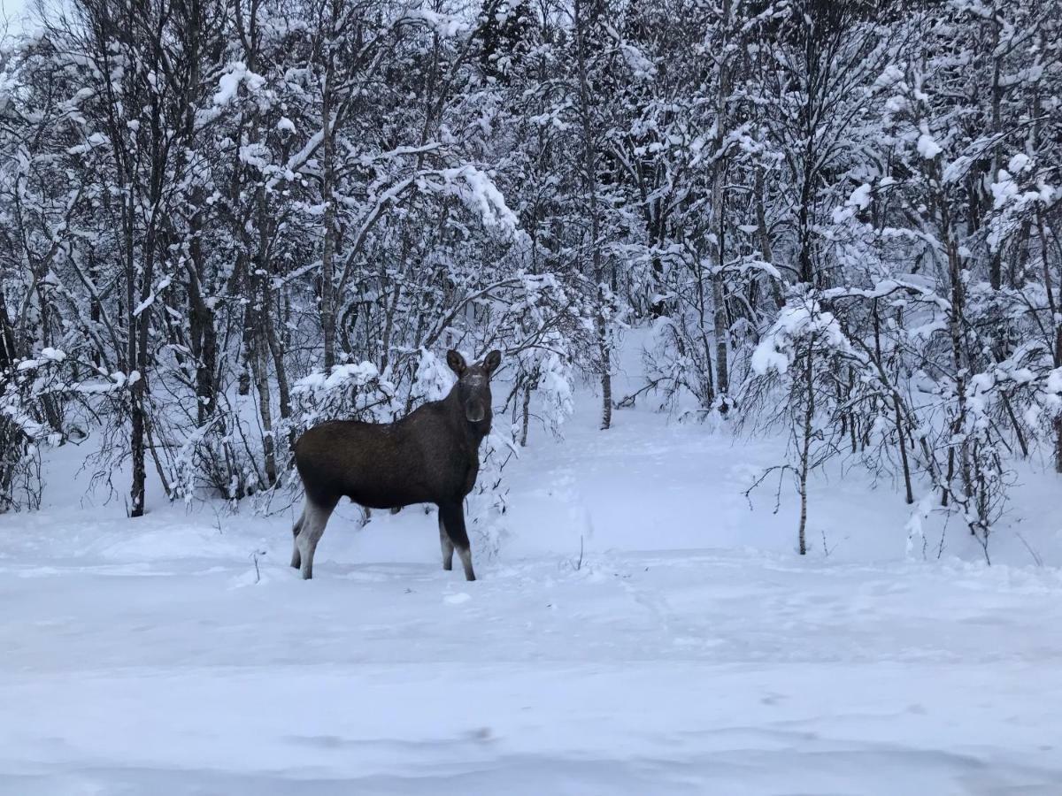 Gimsoy Narnia Lodge Lofoten מראה חיצוני תמונה